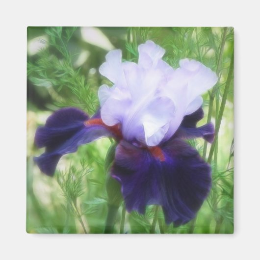 Teamwork - Lange Bearded Iris Magneet (Voorkant)