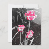 Tear Drop Rozen -Ontwerp 2 (Voorkant)