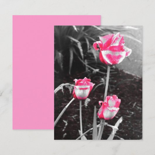 Tear Drop Rozen -Ontwerp 2 (Voorkant / Achterkant)
