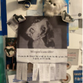 Tear Off Flyer Puppy verkopen rood groen