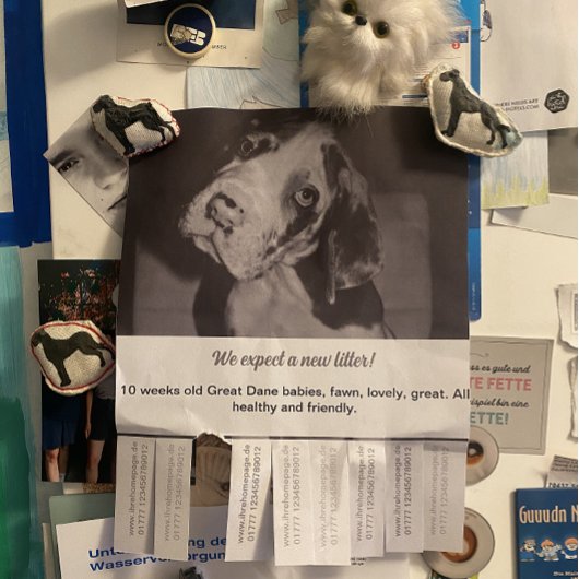 Tear Off Flyer Puppy verkopen rood groen