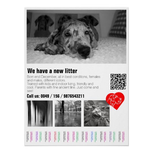 Tear Off Groot Danes Puppy Poster (Voorkant)