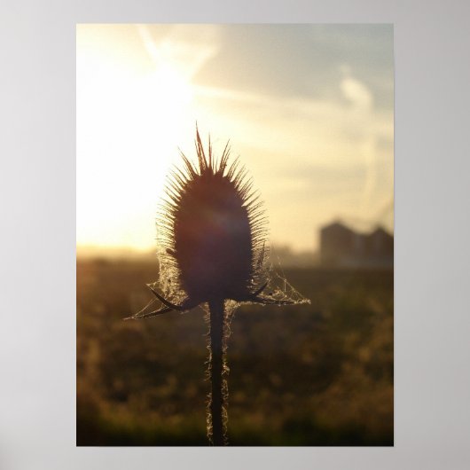 Teasel Sunset Poster (Voorkant)