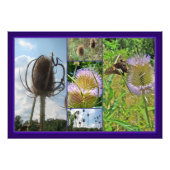 Teasel Thistle - Dipsacus fullonum Foto Afdruk (Voorkant)