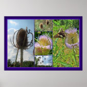 Teasel Thistle - Dipsacus fullonum Poster (Voorkant)