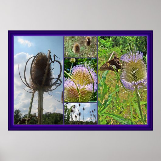 Teasel Thistle - Dipsacus fullonum Poster (Voorkant)