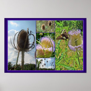 Teasel Thistle - Dipsacus fullonum Poster