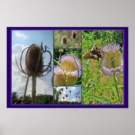 Teasel Thistle - Dipsacus fullonum Poster (Voorkant)