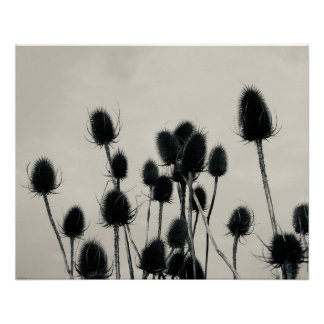 Teasels Poster