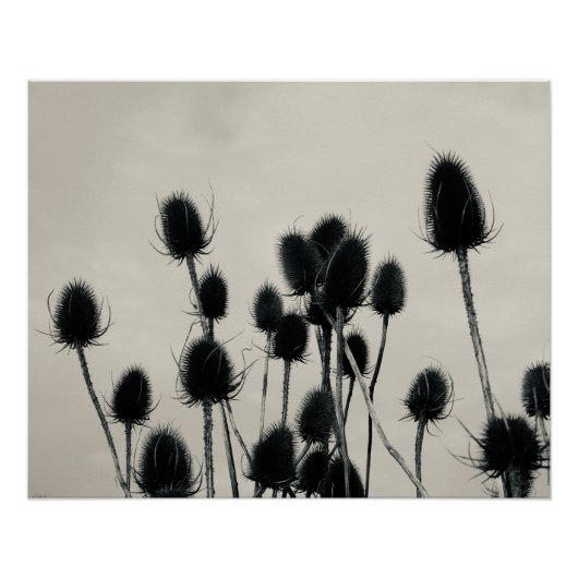 Teasels Poster (Voorkant)
