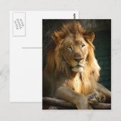 TecBoy Briefkaart - Leeuw (verticaal) (Voorkant / Achterkant)