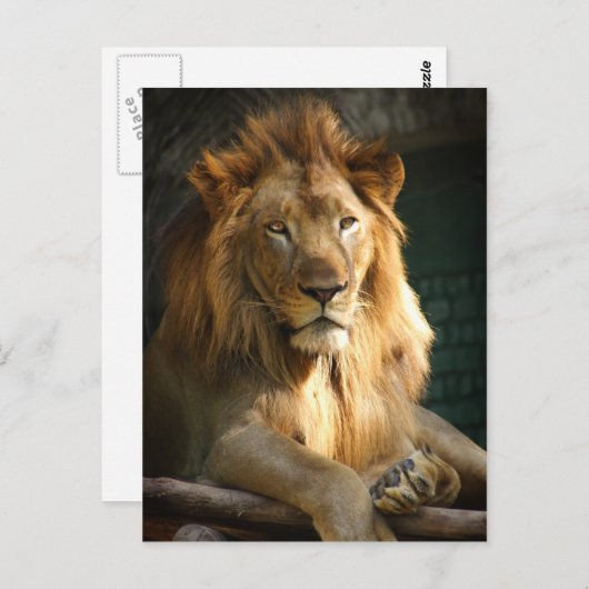 TecBoy Briefkaart - Leeuw (verticaal) (Voorkant / Achterkant)