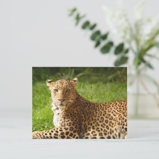 TecBoy Briefkaart - Leopard (Staand voorkant)