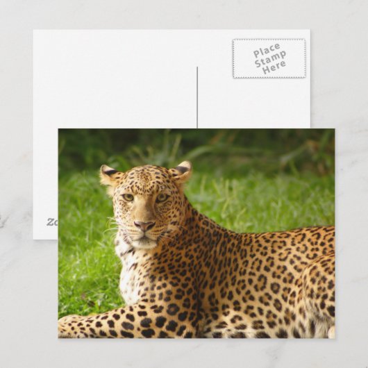 TecBoy Briefkaart - Leopard (Voorkant / Achterkant)