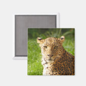 TecBoy Magneet - Luipaard (Voorkant / Achterkant)