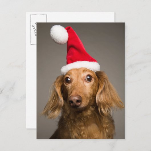 Teckel draagt kerstmuts feestdagenkaart (Voorkant / Achterkant)