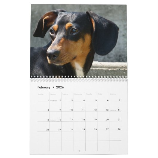 Teckel fotokalender kalender (Feb 2026)