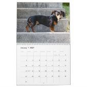 Teckel fotokalender kalender (Jan 2027)