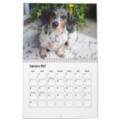 Teckel hondenkalender kalender (Feb 2027)