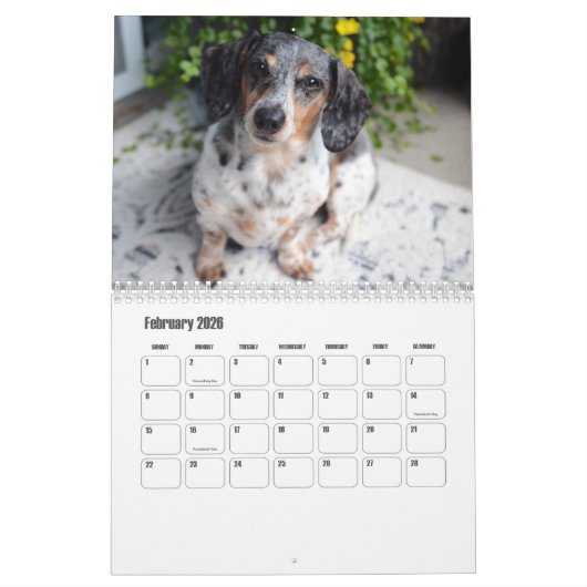 Teckel hondenkalender kalender (Feb 2026)