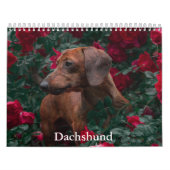 Teckel hondenkalender kalender (Hoes)