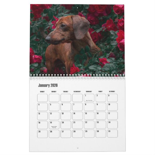 Teckel hondenkalender kalender (Jan 2026)