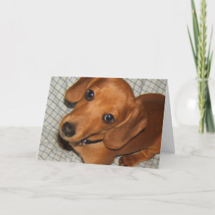 Teckel Huisdier Puppy Ogen Kaart