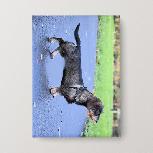 teckel met volledig draadhaar button (Voorkant)