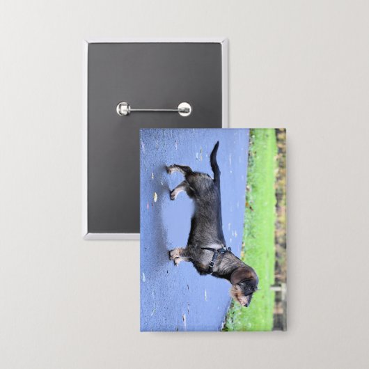 teckel met volledig draadhaar button (Voorkant / Achterkant)