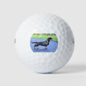 teckel met volledig draadhaar golfballen (Voorkant)