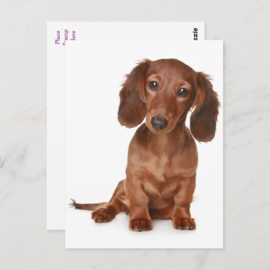 Teckel Puppy Dog Blank Briefkaart (Voorkant / Achterkant)