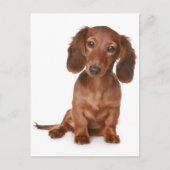 Teckel Puppy Dog Blank Briefkaart (Voorkant)