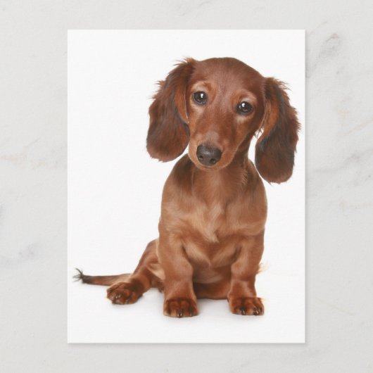 Teckel Puppy Dog Blank Briefkaart (Voorkant)