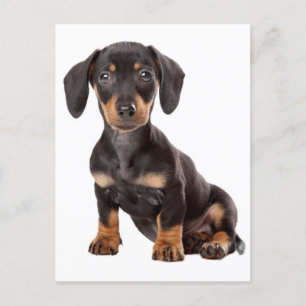 Teckel Puppy Dog Blank Briefkaart