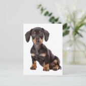 Teckel Puppy Dog Blank Briefkaart (Staand voorkant)
