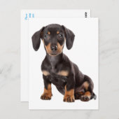 Teckel Puppy Dog Blank Briefkaart (Voorkant / Achterkant)