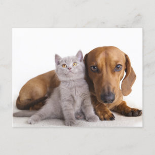 Teckel Puppy Hond & Kitten Blank Briefkaart