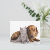 Teckel Puppy Hond & Kitten Blank Briefkaart (Staand voorkant)