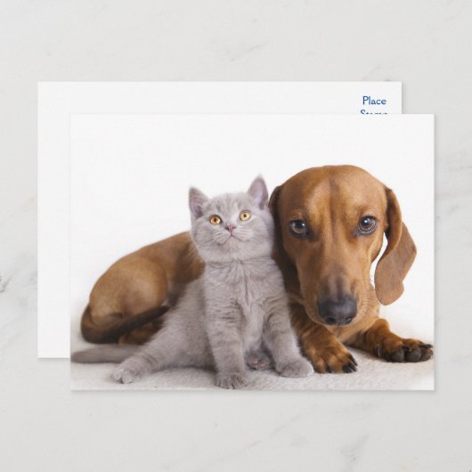 Teckel Puppy Hond & Kitten Blank Briefkaart (Voorkant / Achterkant)