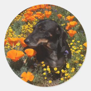 Teckel Puppy met wilde bloemen Ronde Sticker