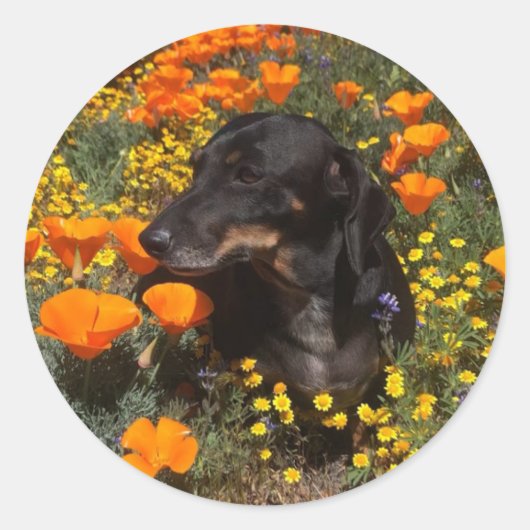 Teckel Puppy met wilde bloemen Ronde Sticker (Voorkant)