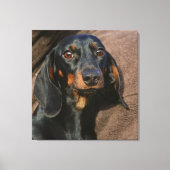 teckel zwart-wit canvas afdruk (Voorkant)