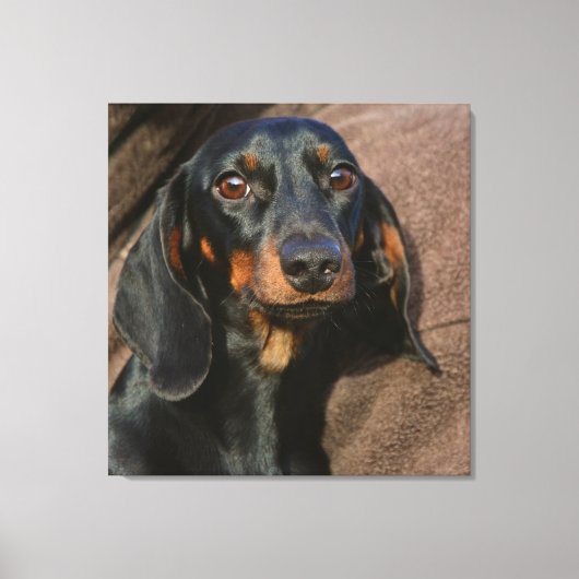 teckel zwart-wit canvas afdruk (Voorkant)