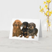 Teckels Kaart (Gele Bloem)