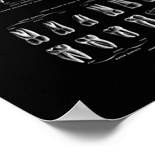 Tedanatomie in zwart-witdrukken. poster (Hoek)