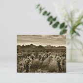 Teddy Bear Cholla Cactus Desert Plant Briefkaart (Staand voorkant)