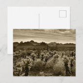 Teddy Bear Cholla Cactus Desert Plant Briefkaart (Voorkant / Achterkant)
