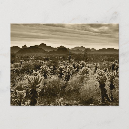 Teddy Bear Cholla Cactus Desert Plant Briefkaart (Voorkant)