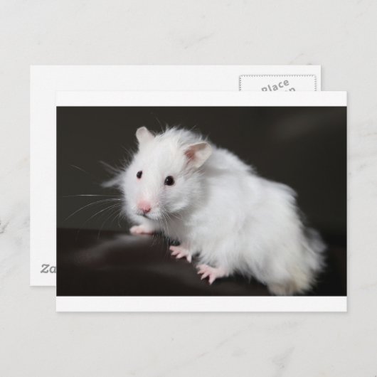 Teddy Bear Hamster Briefkaart (Voorkant / Achterkant)