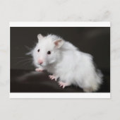 Teddy Bear Hamster Briefkaart (Voorkant)